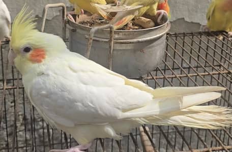 Cocktail Common white handtame