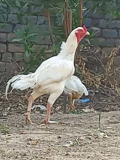 aseel hera paper white chick's for sale