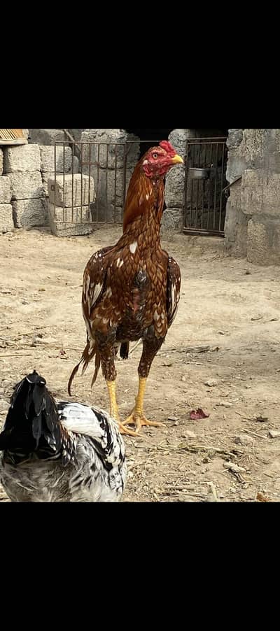 Aseel bird Lahore Attari Saroba