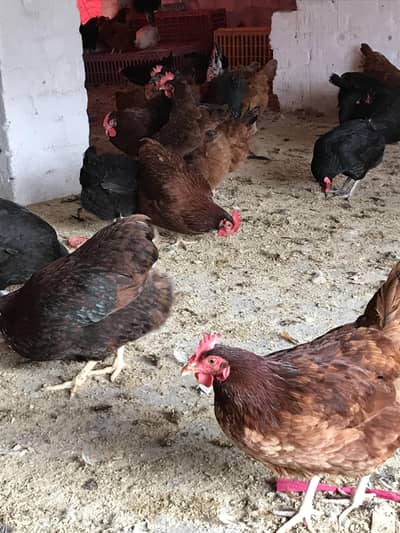 Australorp Rir light susex lohman brown fumi starter egs hens for sale