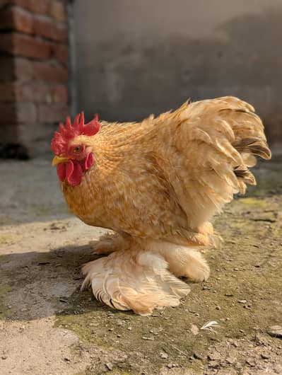 Different Fancy top Quality Chicks ,Eggs Available polish,Silkie,heavy