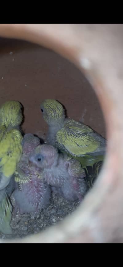 Urgent sale Budgies and cages/ pairs with chicks