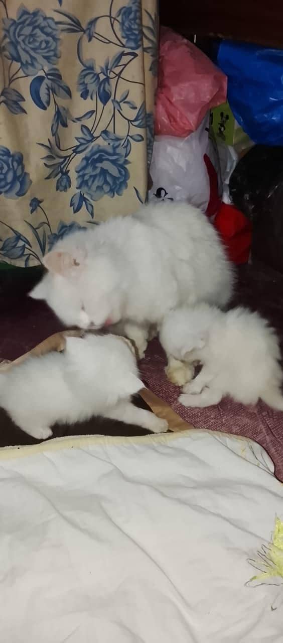 triple codes kitten 3