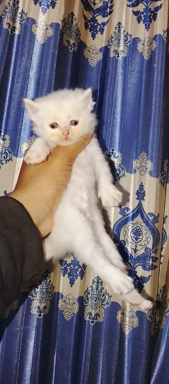 triple codes kitten 4