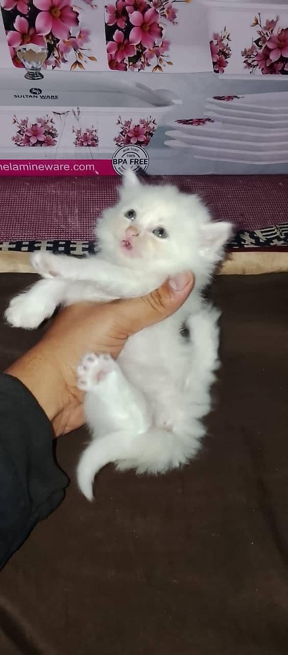 triple codes kitten 6