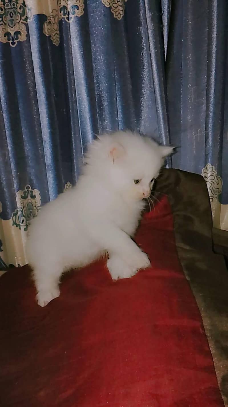 triple codes kitten 7