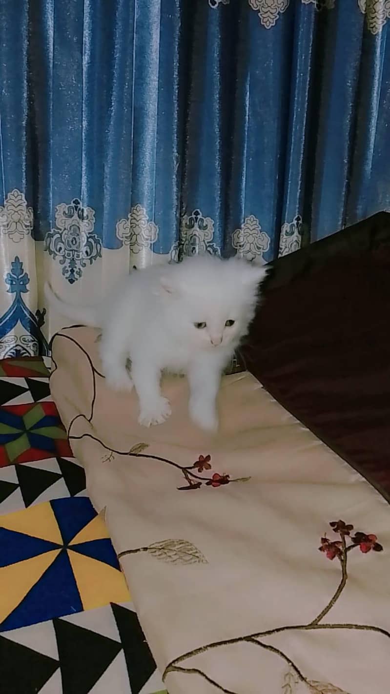 triple codes kitten 8