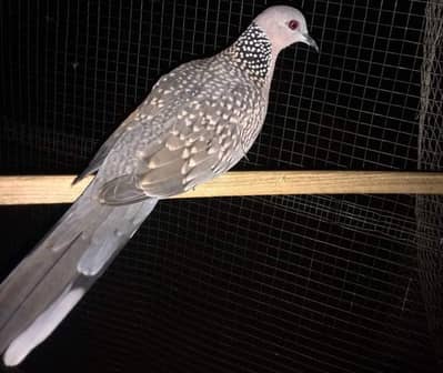 Dove / Beautiful Dove / Spilopelia Dove / Spott