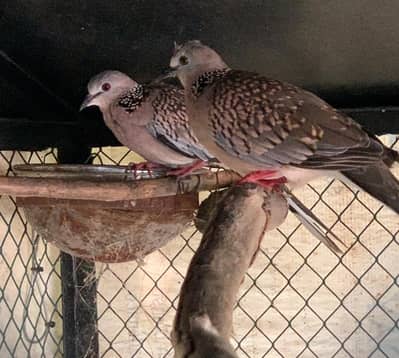 Doves /Doves For Sale /Qumri /Kabutar /Fakhta /All kind of Doves