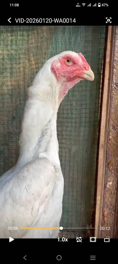 king size old blood line shamoo female