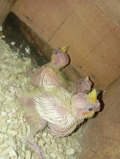 Cockatiel Pin Feathers Chicks