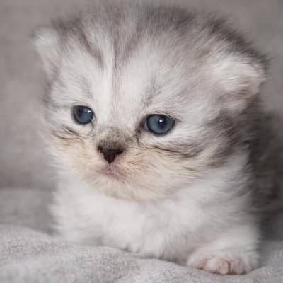 Pure Persian Triple Coat Kittens – Beautiful & Healthy (3 Available)