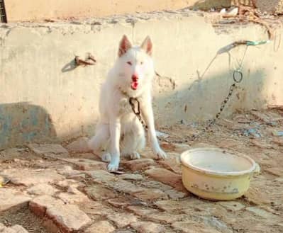 White Husky
