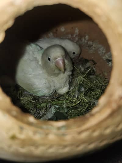 Albino black eye confirm breeder pair with eggs