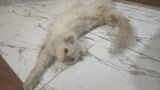 Himalayan Semi Punch face Male Triple coated