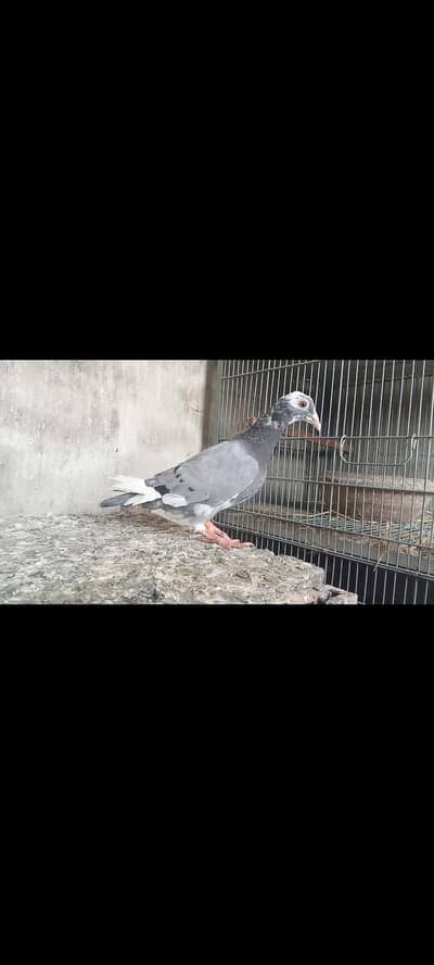 Whatsapp number only 03214010033