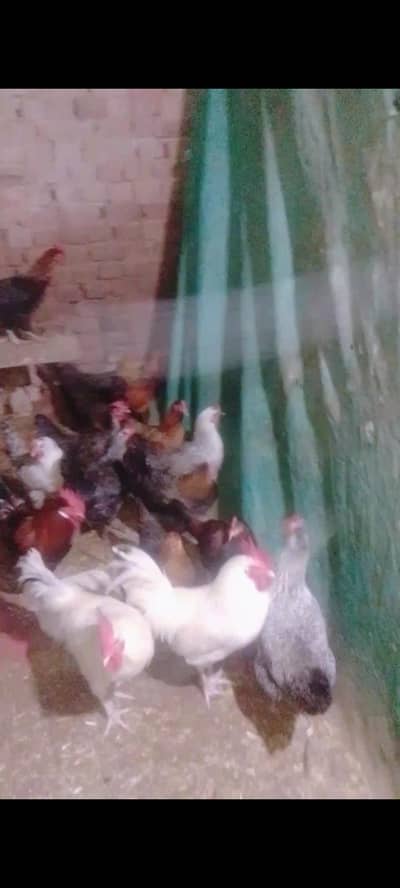 des anday dy Rahi  murgiya murgy for sale dosray janwar bi