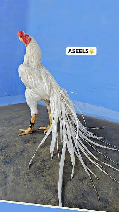 axchay axchay morgay buy karnay kay leya youtub pay videos hain coment