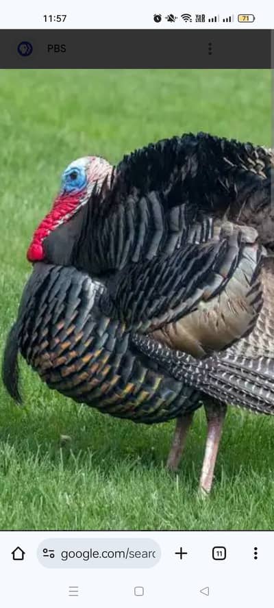 male female turkey