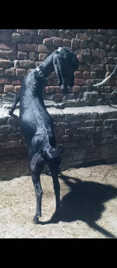 Pure Amritsari path for sale