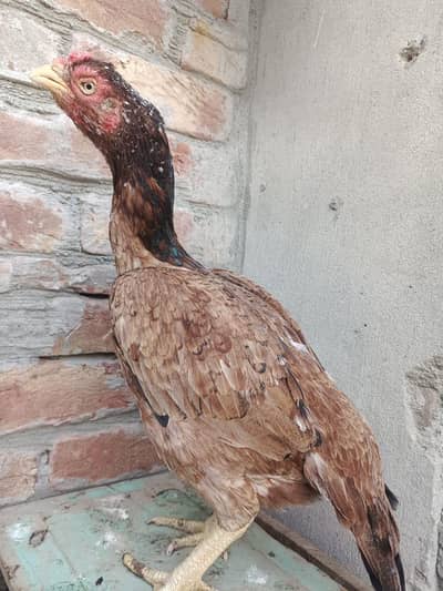 High quality Madi for sell