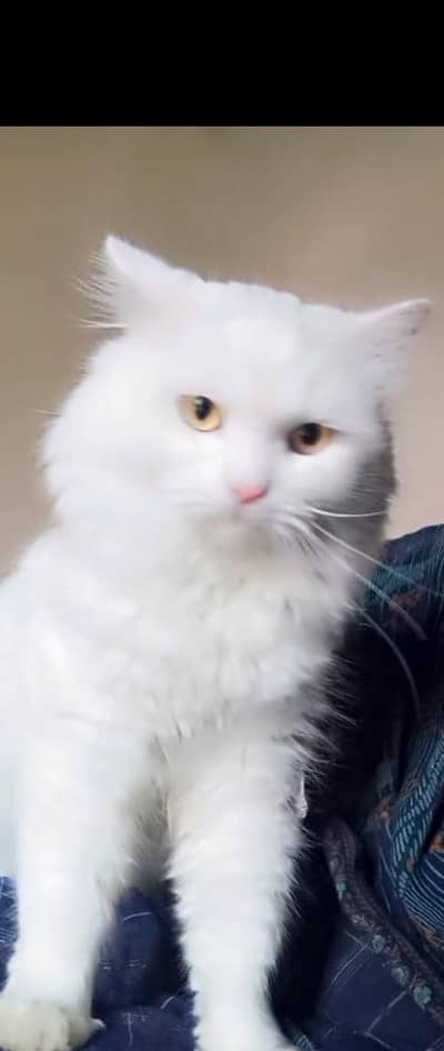 very nice and gentle, full white