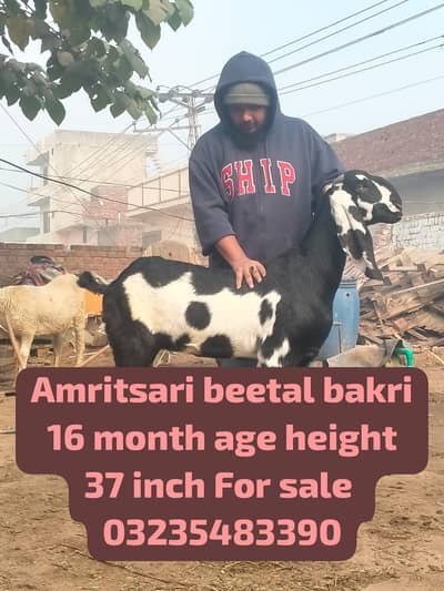 beetle bakri for sale