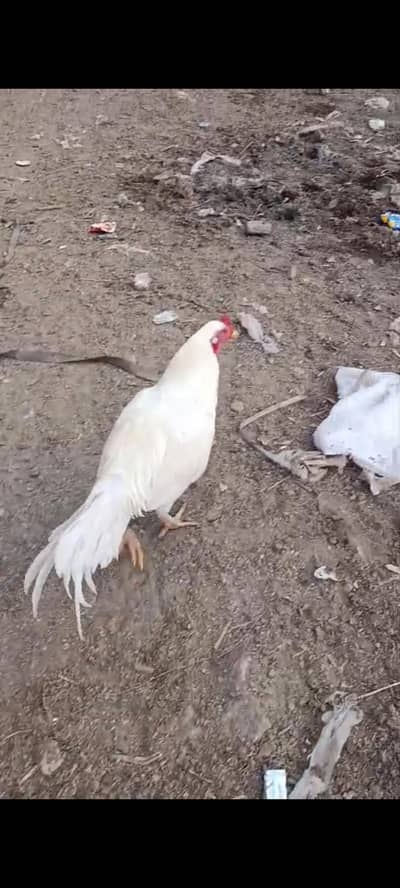 white aseel male. good, active and healthy.