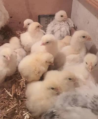 Light Columbian brahma chicks 03406014838