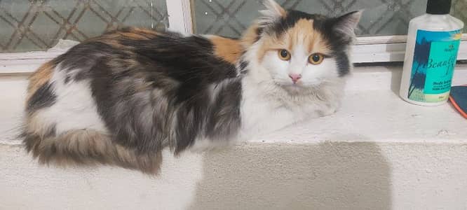 perision cat and kitten