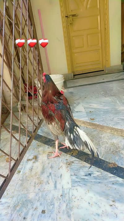 Aseel Selata for sale patha hai White nok nali main ha