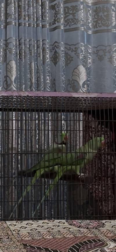 Raw breeder pair with cage