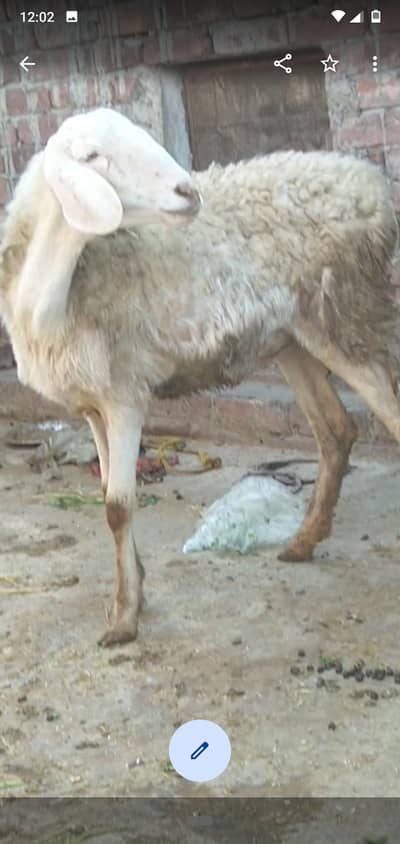 dumbi gaban 3month 03234438191