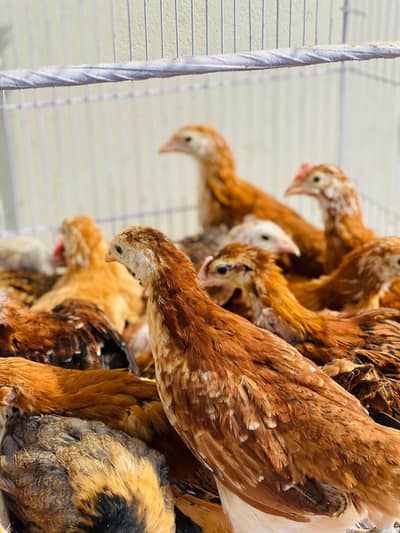 Healthy Active Golden Misri Chicks | Golden Misri Chuzy | Desi Chuzy