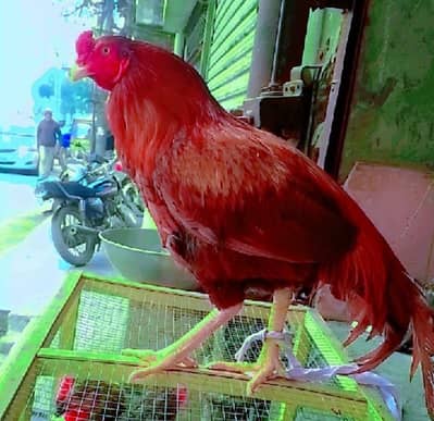 Murgha Long Hight for sale