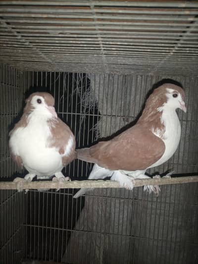 sherazi pair healthy and active