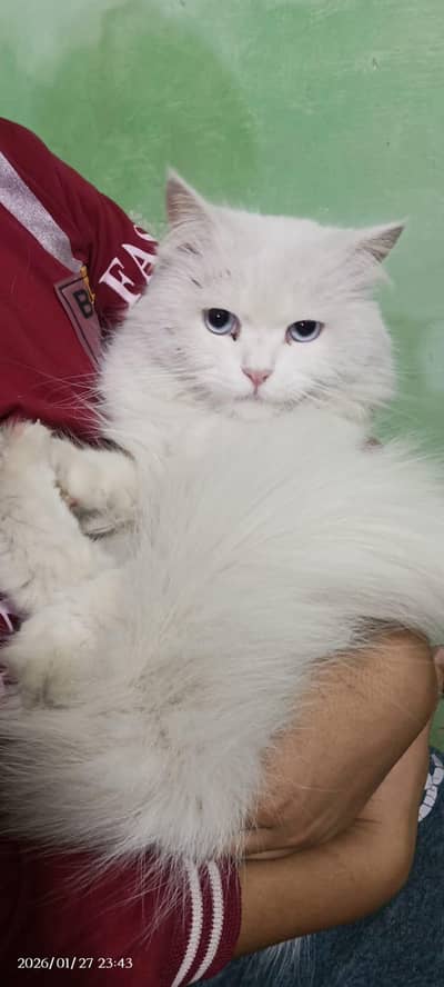 White Persian cat ( Litter trained)