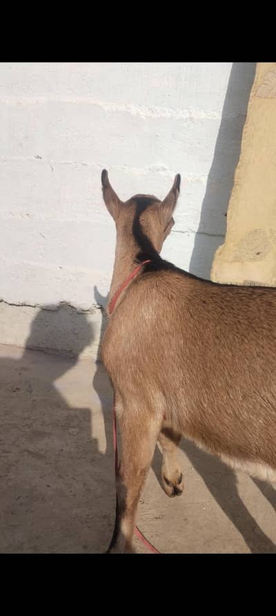 02 Nar bachy 0 size k khary kan me