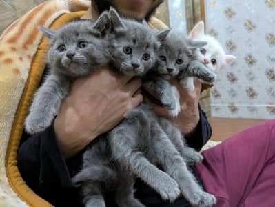 4 kittens