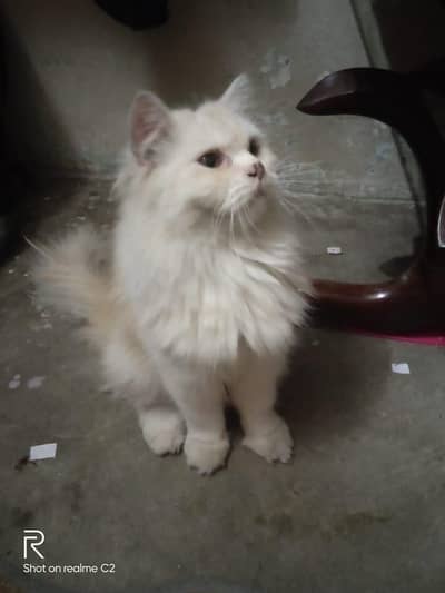 Persian female available (litter trained)