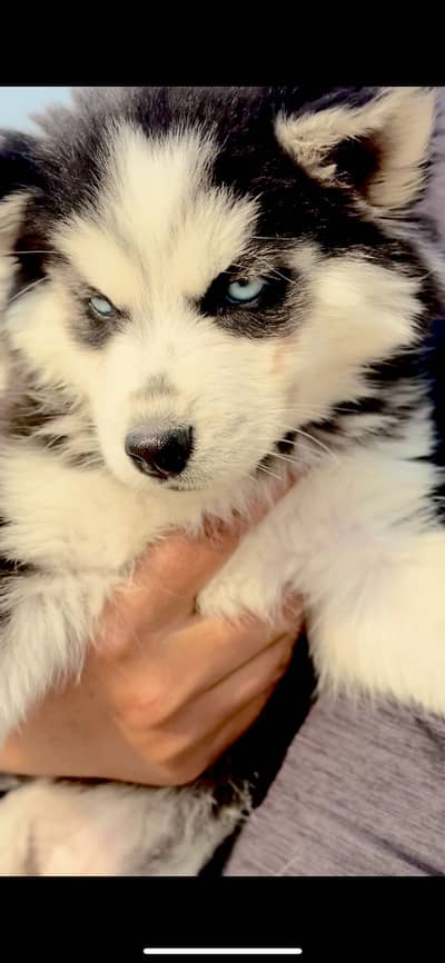 Husky puppy blue eye