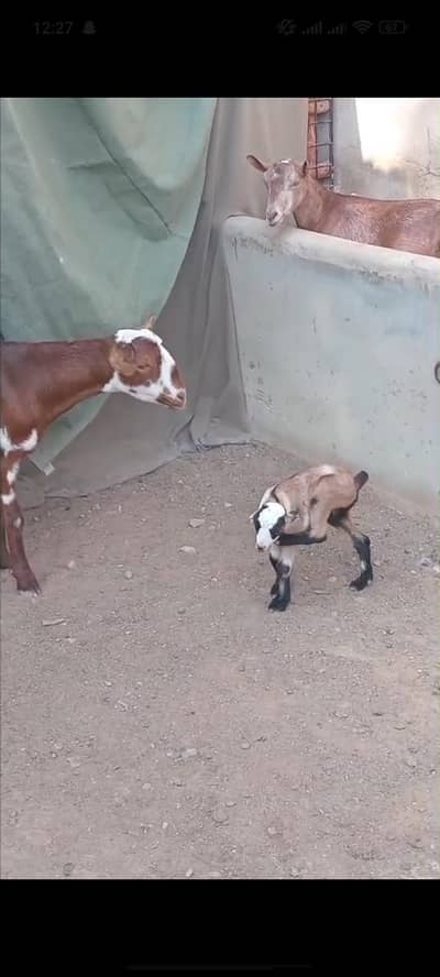 Teddy Female 4 daat 1 bacha hai female