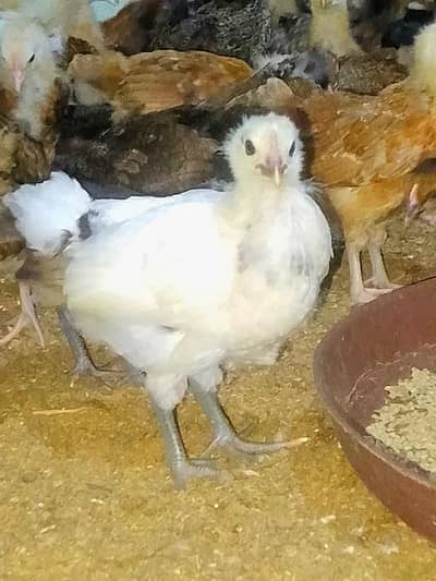 Best Quality Golden Misri Chicks (30 Days Old) – Ready for Farming