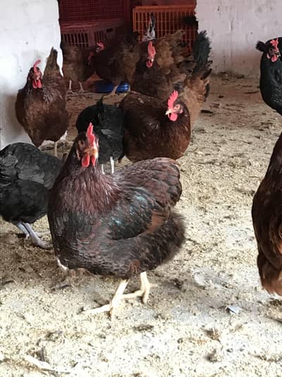 Rir Australorp lohman brown fyomi lightsusex starter eggs hens for sle