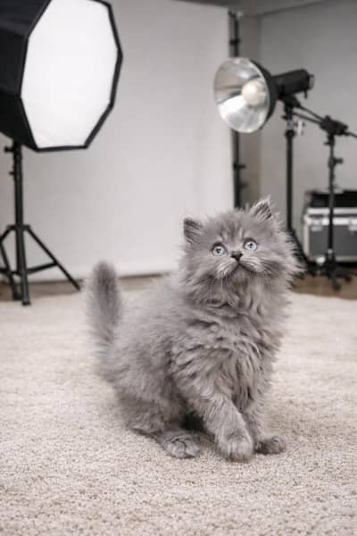 Persian Kittens Triplle cotted for sale