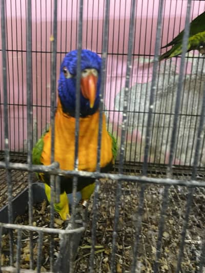 Red collar lorry breeder male