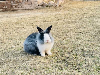 long coat angura rabbit khargosh khargush