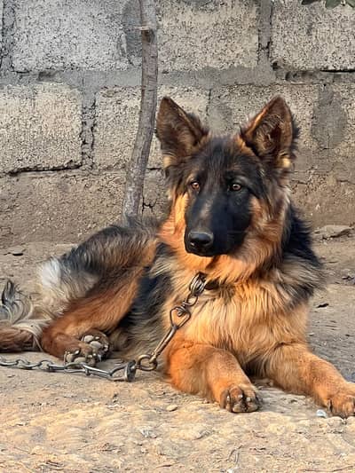 stud male available in Mansehra