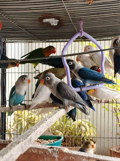 Mix lovebirds