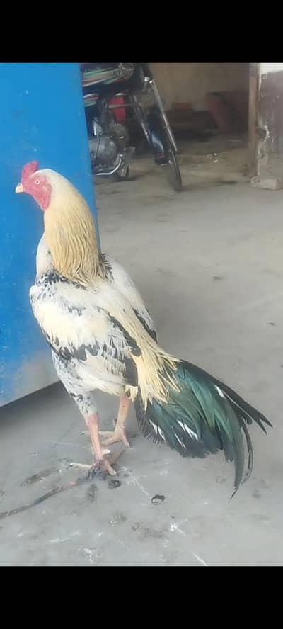 beautiful jawa home breed